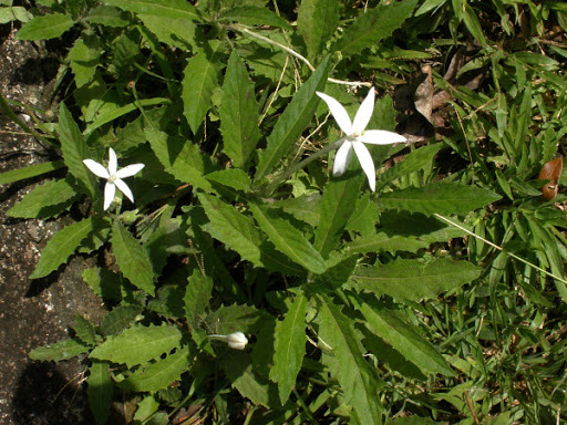 Cây Mù mắt. Laurentia longiflora - Cây Thuốc Nam Quanh Ta